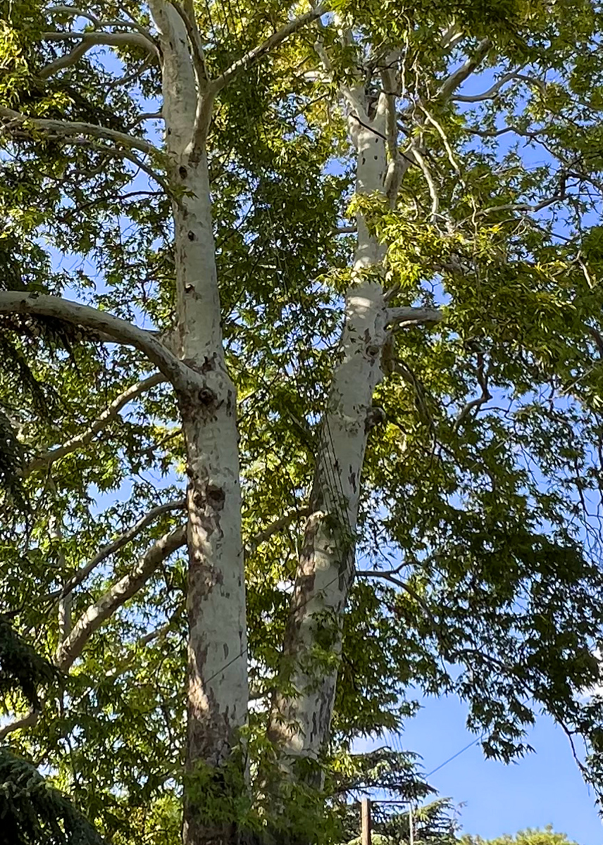  Old Oak Perennial Tree in Platres Village