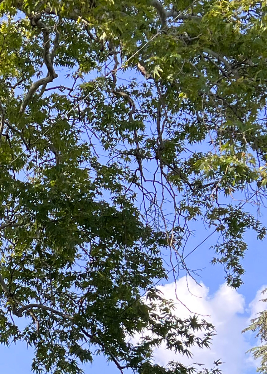  Old Oak Perennial Tree in Platres Village