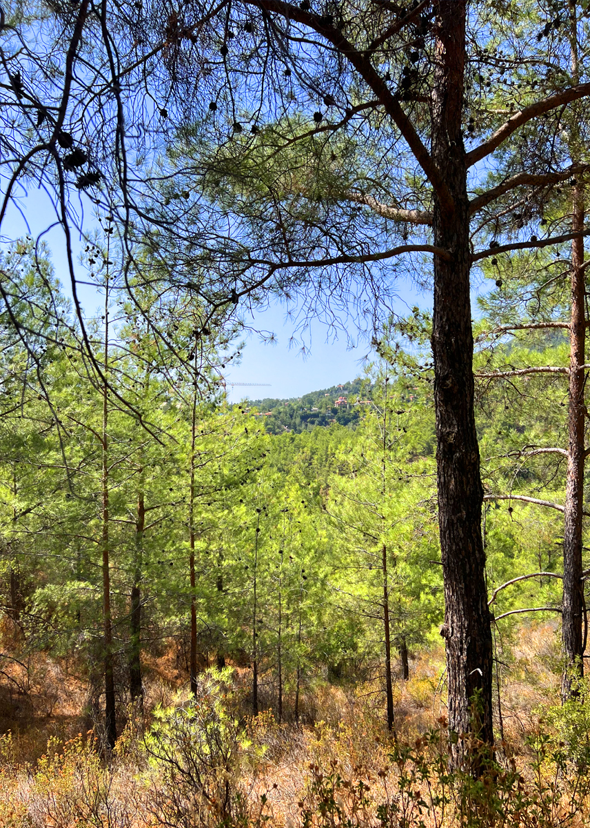 Psilodentro Area in Platres Village